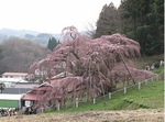 三春滝桜ダイジェスト2010.4.19　Miharu waterfall cherry blossoms digest